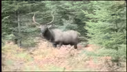 The Return of Elk