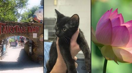 Video thumbnail: Rob on the Road Region Rising – Front Street Animal Shelter Preview