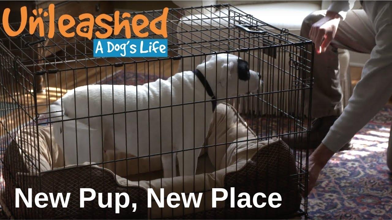 Unleashed dog outlet crate