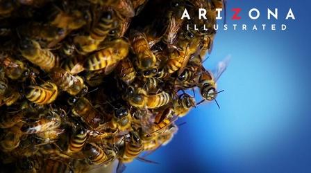 Video thumbnail: Arizona Illustrated Sting,Pets,Wormhole