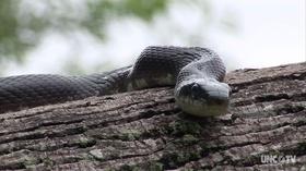 Video thumbnail: Exploring North Carolina Long-Bellied Friends