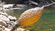 The weirdest animal you've never heard of
