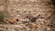 Food Plots for Pheasants and Sub Gauge Hunt