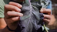 Seeds of Hope