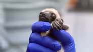 Baby Sifaka Lemurs at Duke Lemur Center + COVID-19 Update