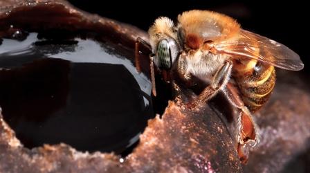 Video thumbnail: Deep Look Stingless Bees Guard Tasty Honey With Barricades, Bouncers and Bites