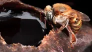 Stingless Bees Guard Tasty Honey With Barricades, Bouncers and Bites