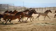 Mustangs: America's Wild Horses - Preview