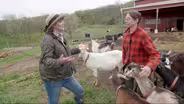 Goats in Wisconsin