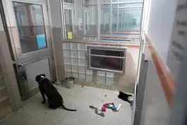 Shelters struggle as pets adopted during pandemic returned