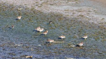 Video thumbnail: Urban Nature Birds of a Feather Flock to Sewage