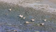 Birds of a Feather Flock to Sewage