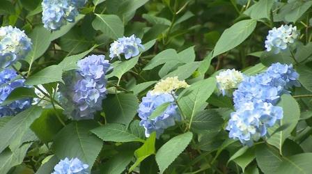 Video thumbnail: Volunteer Gardener Volunteer Gardener 2645
