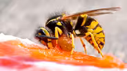 Meet the Meat Bee... the Western Yellowjacket!