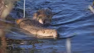 BEAVER BELIEVERS