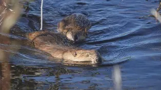 BEAVER BELIEVERS