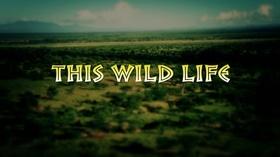 Video thumbnail: Vegas PBS This Wild Life Promo