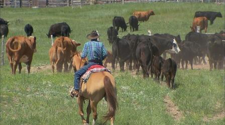Video thumbnail: Backroads of Montana (No. 131) Cowboys and Cakes