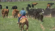 (No. 131) Cowboys and Cakes