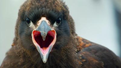 Why Young Caracaras Form Gangs