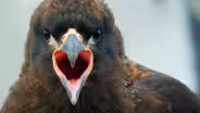 Why Young Caracaras Form Gangs