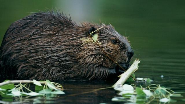 Human Footprint | The Beaver Boom: How One Rodent Shaped a Continent
