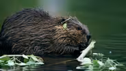 The Beaver Boom: How One Rodent Shaped a Continent