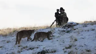 Behind the Scenes of Pumas: Legends of the Ice Mountains