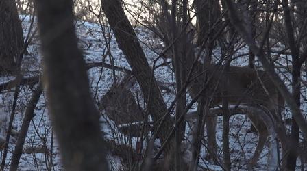 Video thumbnail: Prairie Sportsman Whitetails in the Driftless