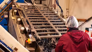 American Mussel Harvesters | Rhody Wild Gardens