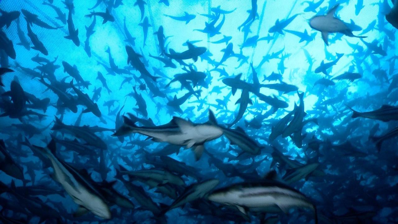 The Future of Seafood