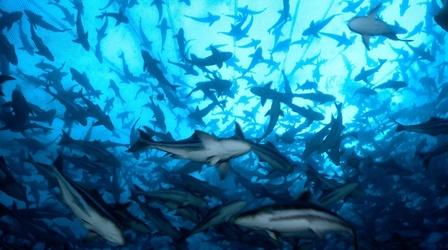 Video thumbnail: Changing Seas The Future of Seafood