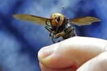 May 12, 2020 - Don’t Panic Over the Asian Giant Hornet