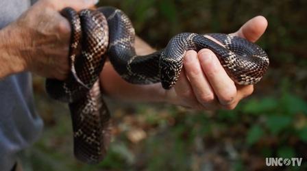 Video thumbnail: SCI NC Snakes are crucial to the health of Merchants Millpond