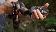 Snakes are crucial to the health of Merchants Millpond