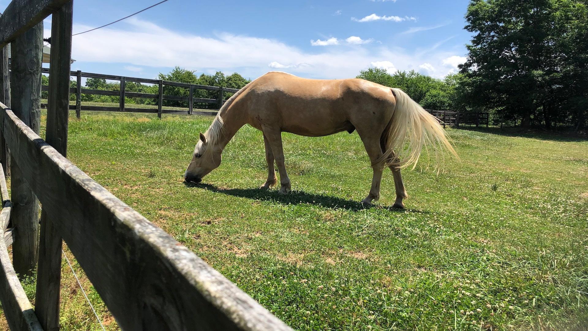 SCI NC | How Horses Can Help With Mental Health | PBS