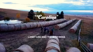Laney Lou & The Bird Dogs: Carolina