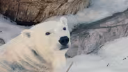 Polar Bear Snow Day