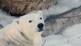 Polar Bear Snow Day