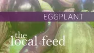 Eggplant | Soul Fire Farm
