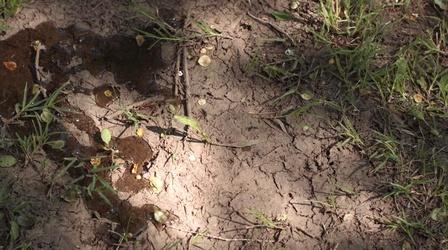 Video thumbnail: Tending Nature Paiute People Adapt Traditions to Modern-Day Gardens