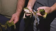 Frog Gigging, Bluegrass Artist Josh Rinkel, Dove Field Surveys