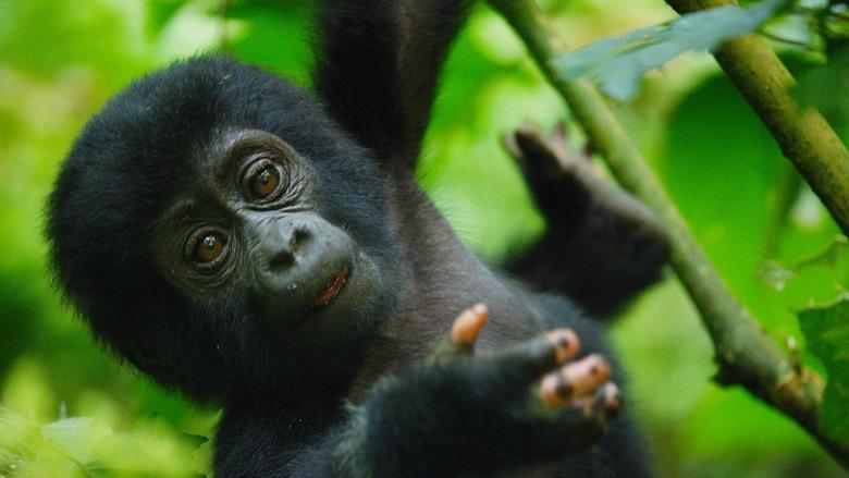 Animal Babies: First Year on Earth Image