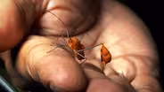 Ummat Somjee Researches Flag-Footed Bugs in Panamá