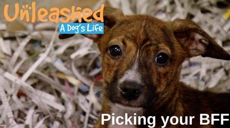 Video thumbnail: Unleashed: A Dog's Life Picking Your BFF (Best Fur Friend)
