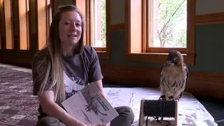 Exploring Raptors: Birds of Prey