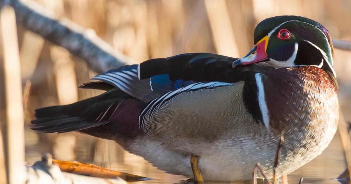 Prairie Sportsman | Shooting Without Shells | Season 11 | Episode 12 | PBS