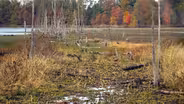 Preview: Welcome to the Wetlands