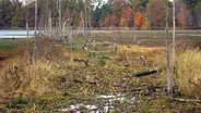 Preview: Welcome to the Wetlands
