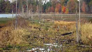 Preview: Welcome to the Wetlands